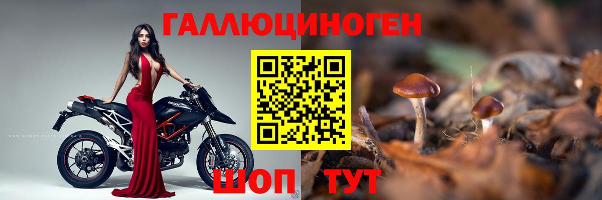 Псилоцибиновые грибы Cubensis Кириши